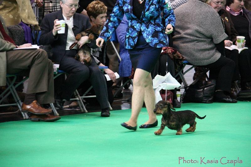 Crufts2011_2 843.jpg